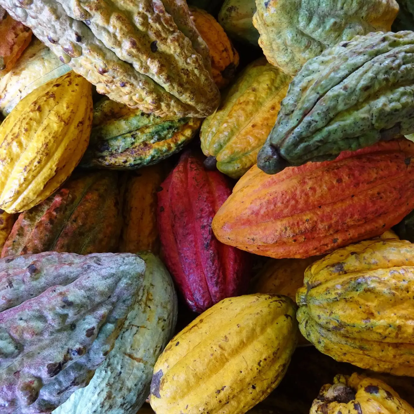 Freshly harvested cacao pods